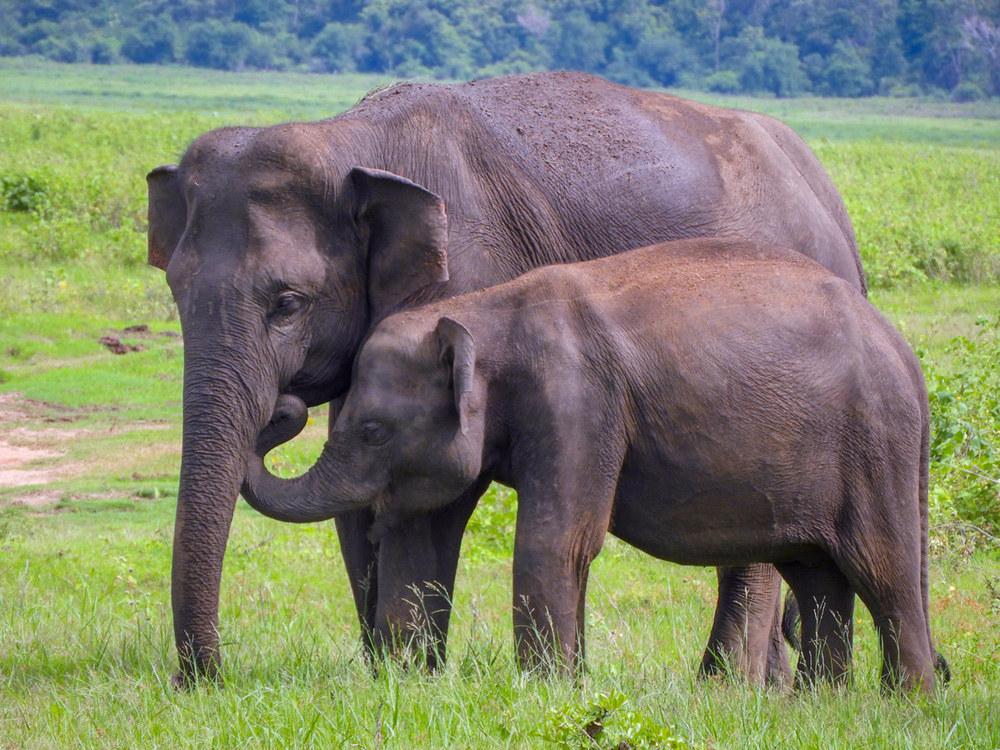 Kumana National Park