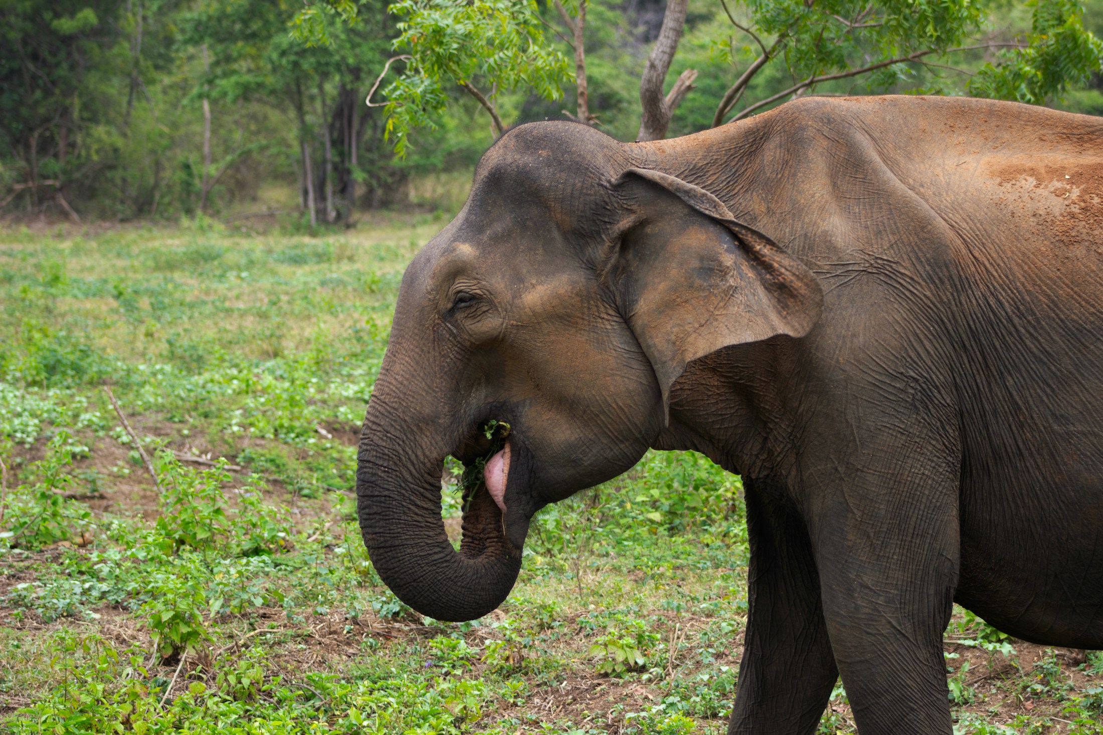 An elephant in Sri Lanka's wilderness